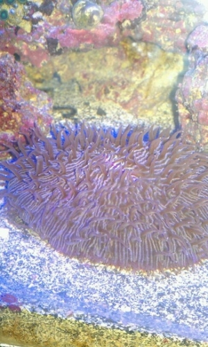 plate coral