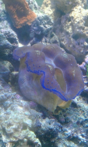crocea clam