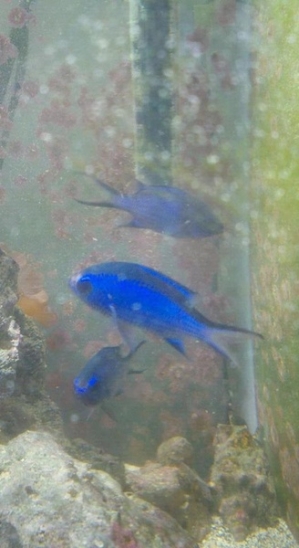 3 blue reef chromis