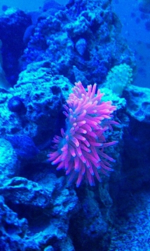 rose bubble tip anem