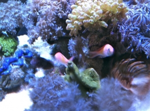 Pseudanthias carlsoni