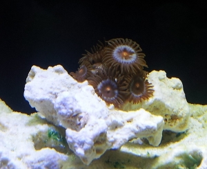 Zoanthids