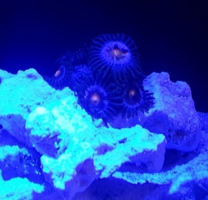 Zoanthids + Actinics