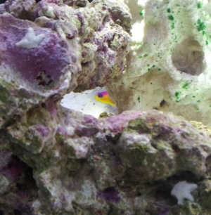Diadema Dottyback hiding from me and two asternia stars.