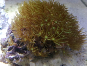 Green Star Polyps