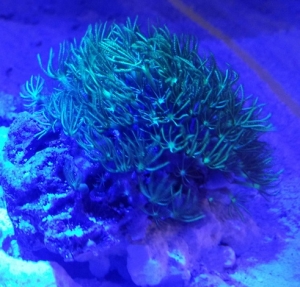 Green Star Polyps + Actinincs