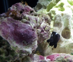 Domino Damsel and Star polyps