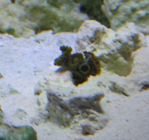 Zoanthids