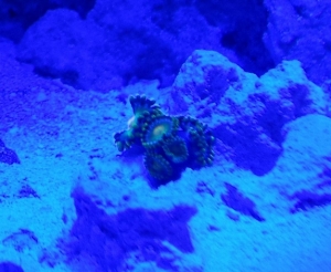 Zoanthids + Actinics