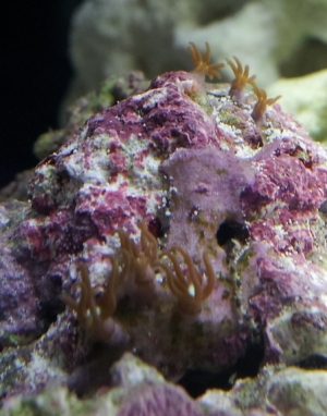 Star Polyps close up.