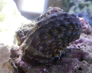 Giant snail