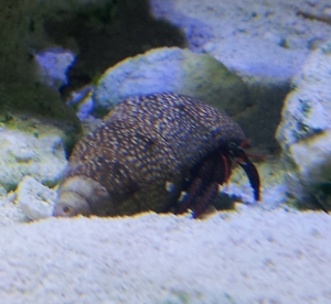 Hermit Crab