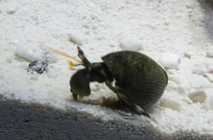Hermit Crab