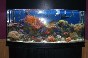 our anenome and bubble coral got HUGE