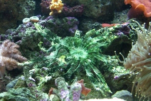 Feather duster starfish <3