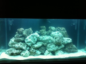 all 141 lb of rock nice and cleared up.  now we wait....