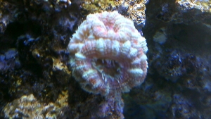 Ultra swirl acanthastrae