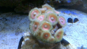 pink zooanthids
