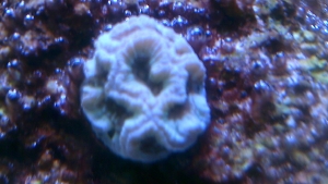 Platygyra of some kind