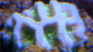 Alien Eye Favia
