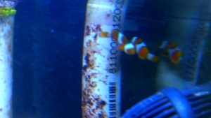 My two Percula and one good looking reflection