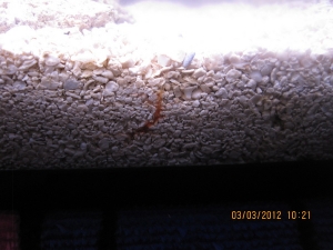 can anyone ID this? orange, extends tentacles up to service, only appears now and then, body appears segmented