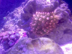 My new RBTA