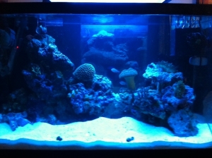 this is the picture with just the actinic lights on you can see the back "tank" better when the lights are like this