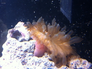 this is the anemone i got for my perculas..... but i swear the crab saw it on the way down and sprinted for it haha.