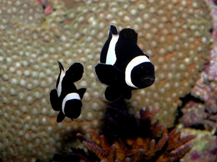 Black Ocellaris clownfish