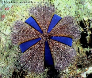 Blue Tuxedo Urchin