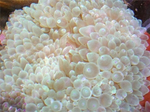 Bulb Anemone