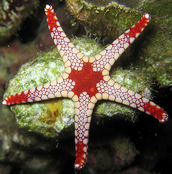 Marble Sea Star Cropped