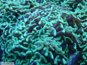 Hammer:Anchor Coral
