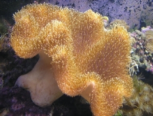 Toadstool Leather