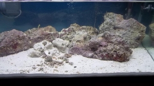 Ammonia 2.5 ppm