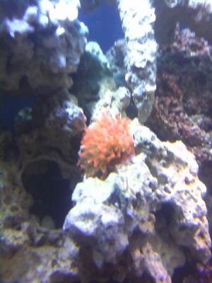 RBTA