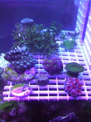 frag rack i just built