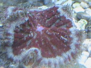 pink mouth nubela carpet