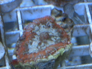 pacaso shroom