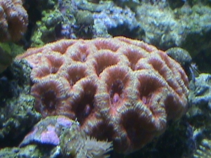 white ringed pink lord howie
