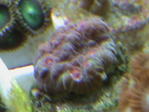 devels breath chalice