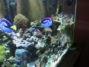 side front view of my tank