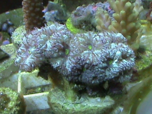 blastos colony light green with neon green centers