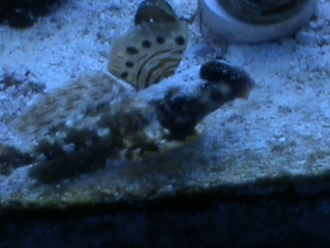 scooter blenny