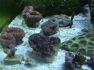mix of corals