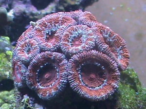 rainbow colony lord howie