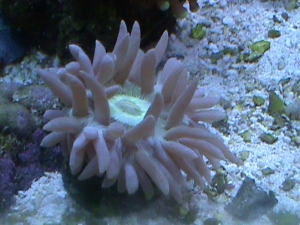 sleepin purple duncan