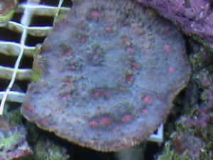 blue pink eyed with neon green tips on the cap ridges around the eyes awsome