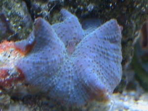 blue shroom